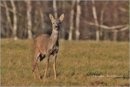 <p>SRNEC OBECNÝ (Capreolus capreolus) Šluknovsko - Harta /European roe deer - Reh/</p>